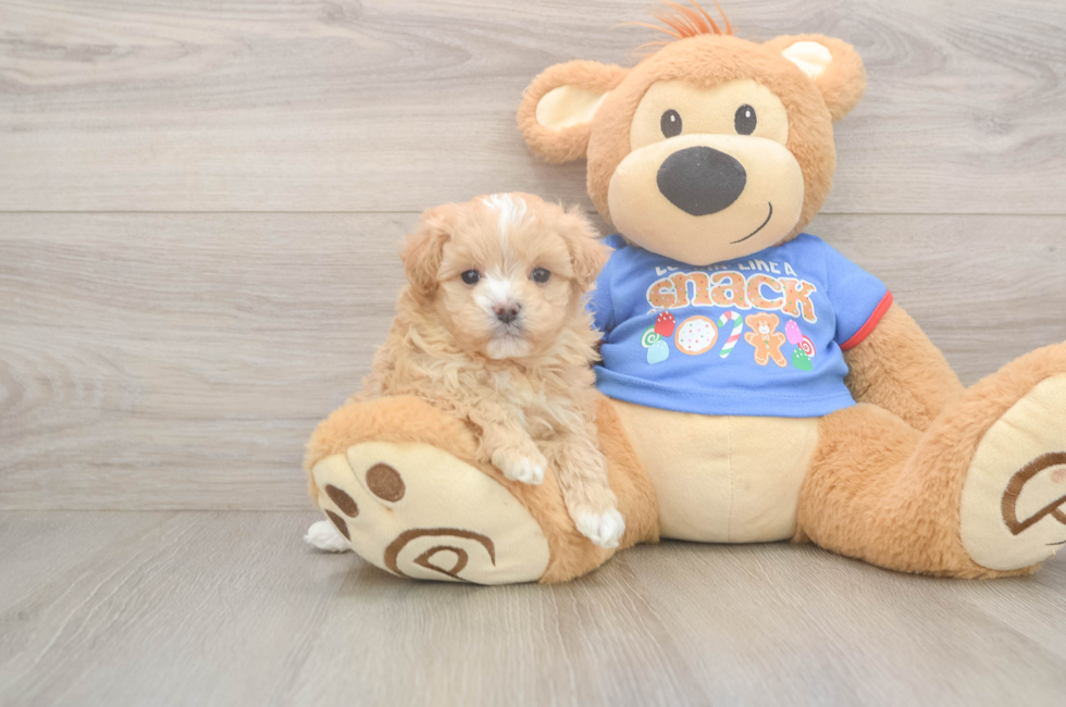 5 week old Maltipoo Puppy For Sale - Seaside Pups