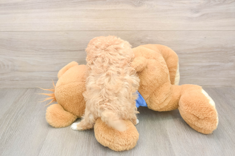 Petite Maltipoo Poodle Mix Pup