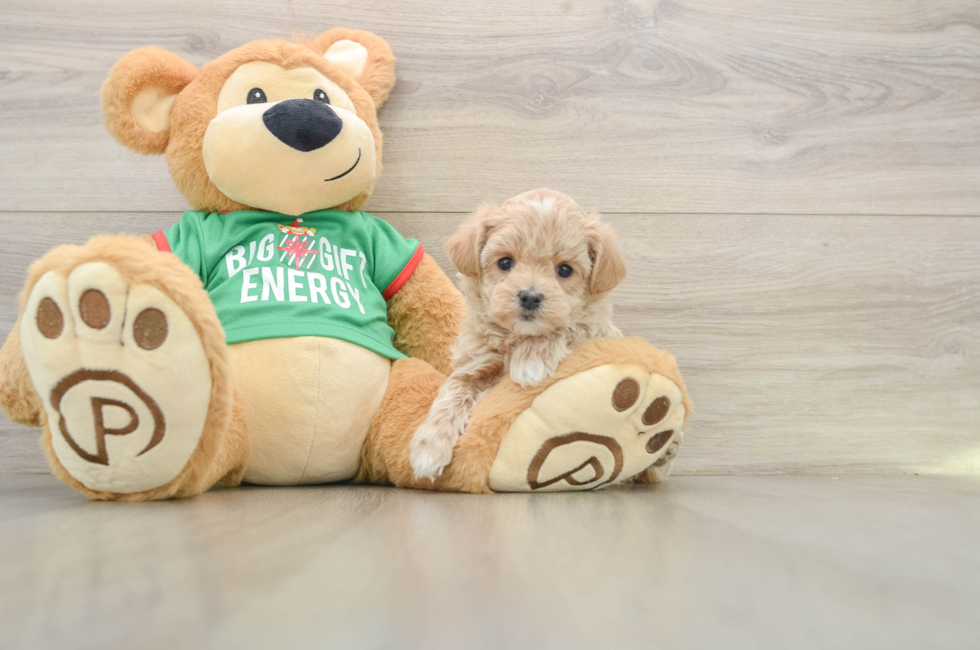 5 week old Maltipoo Puppy For Sale - Seaside Pups