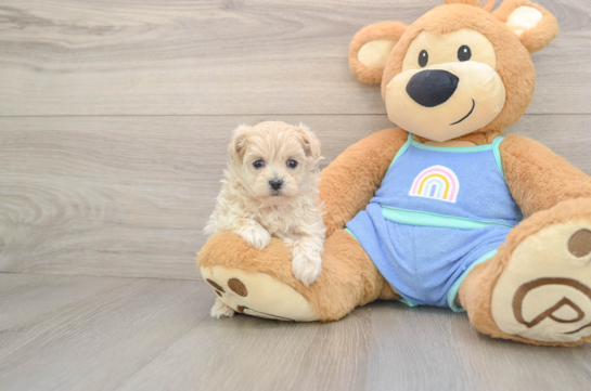 Friendly Maltipoo Baby