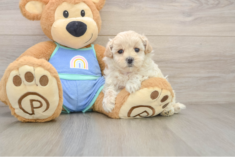 Energetic Maltidoodle Poodle Mix Puppy