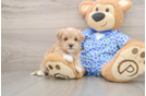Happy Maltipoo Baby