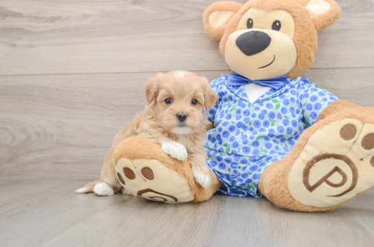 Happy Maltipoo Baby
