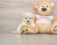 8 week old Maltipoo Puppy For Sale - Seaside Pups