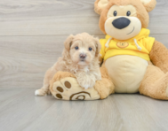 8 week old Maltipoo Puppy For Sale - Seaside Pups