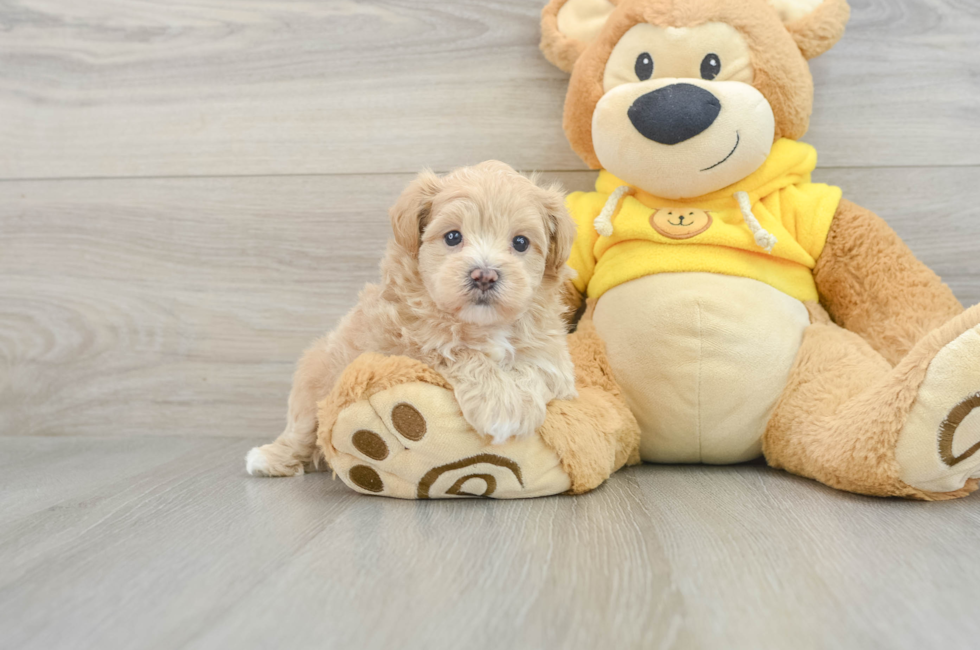 8 week old Maltipoo Puppy For Sale - Seaside Pups