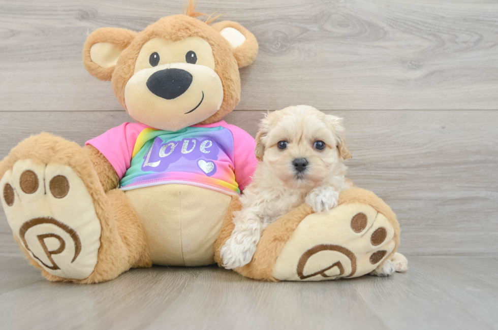 7 week old Maltipoo Puppy For Sale - Seaside Pups