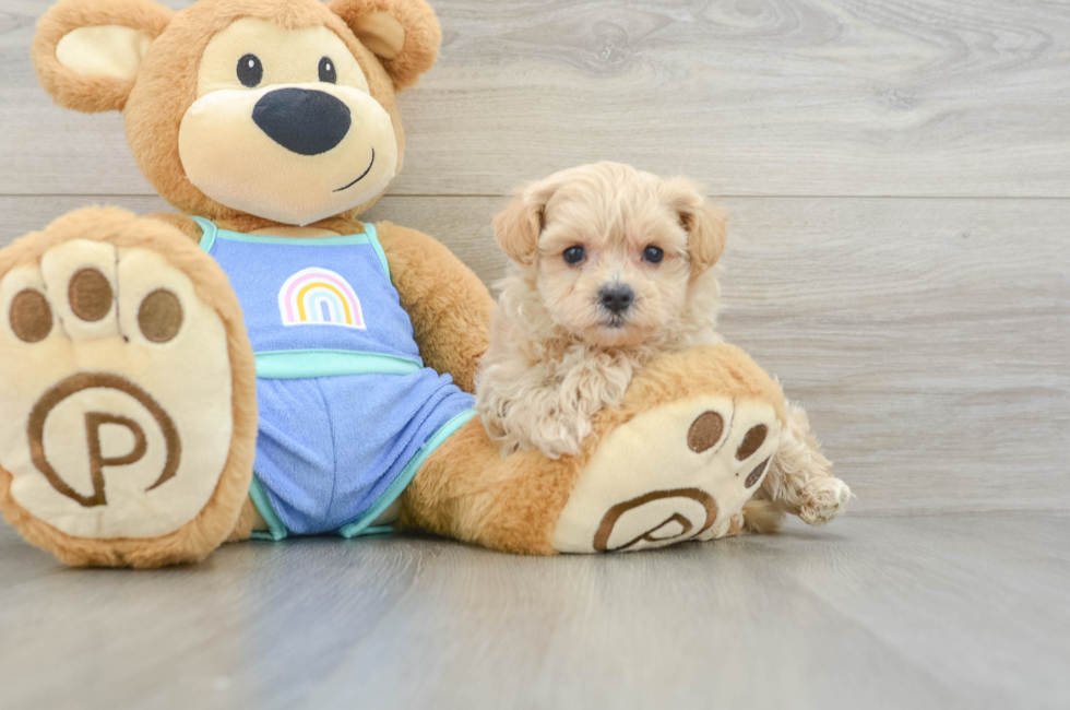 6 week old Maltipoo Puppy For Sale - Seaside Pups