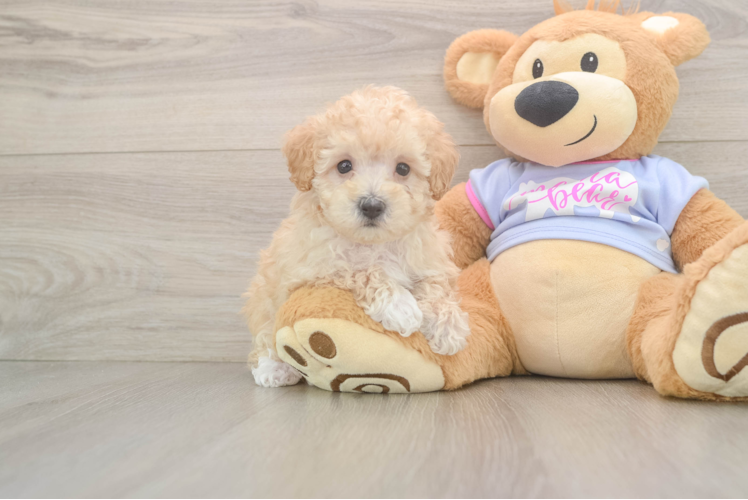 Energetic Multipoo Poodle Mix Puppy