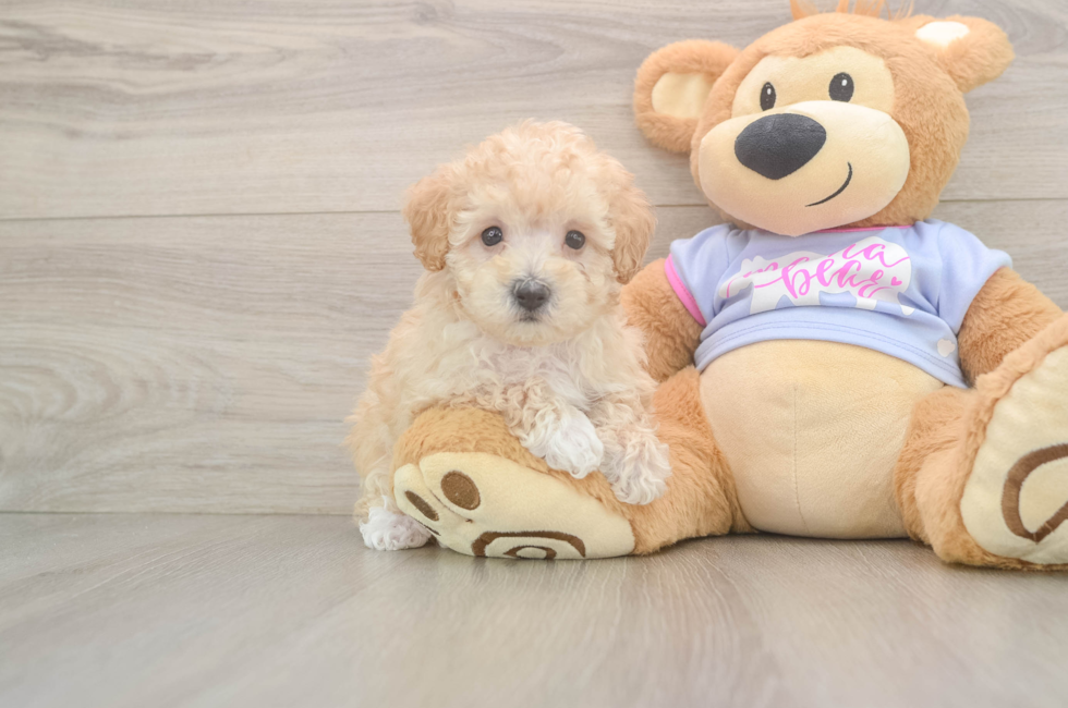 6 week old Maltipoo Puppy For Sale - Seaside Pups
