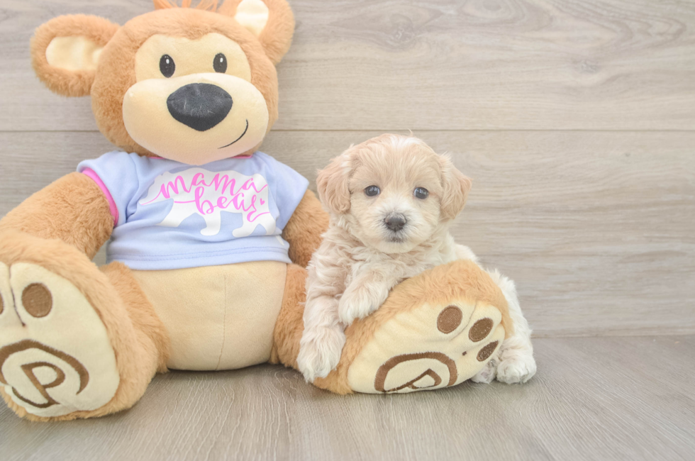5 week old Maltipoo Puppy For Sale - Seaside Pups