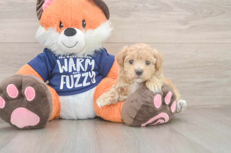 5 week old Maltipoo Puppy For Sale - Seaside Pups