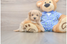 Maltipoo Pup Being Cute