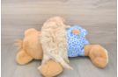 Maltipoo Puppy for Adoption