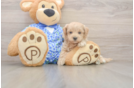 Maltipoo Puppy for Adoption
