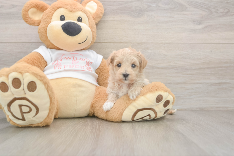 Smart Maltipoo Poodle Mix Pup