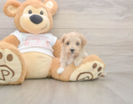 9 week old Maltipoo Puppy For Sale - Seaside Pups