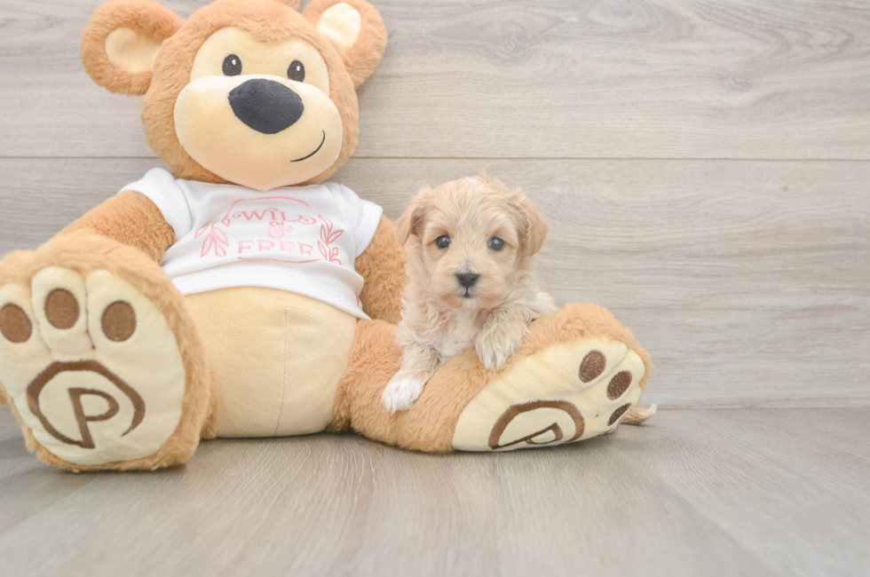 5 week old Maltipoo Puppy For Sale - Seaside Pups
