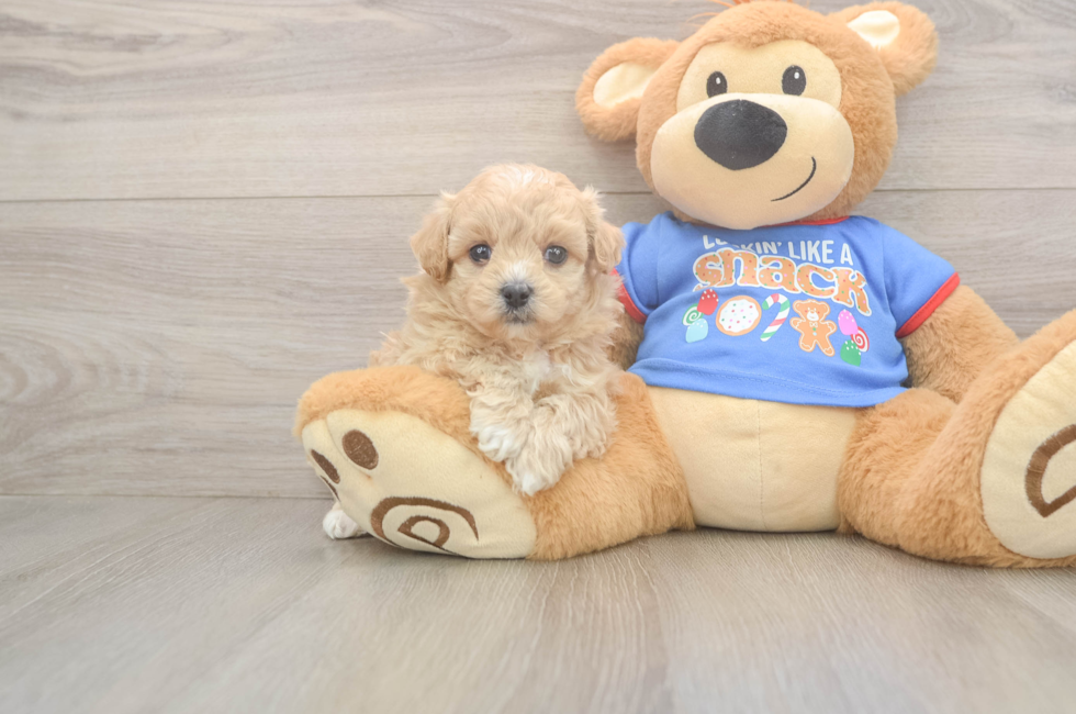 5 week old Maltipoo Puppy For Sale - Seaside Pups