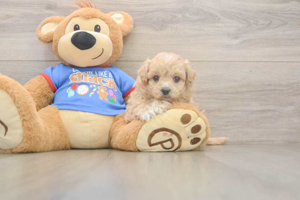 Maltipoo Pup Being Cute