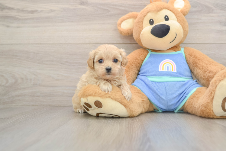 Best Maltipoo Baby