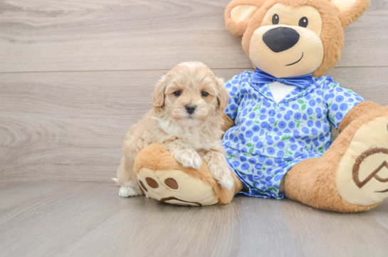 Playful Maltepoo Poodle Mix Puppy