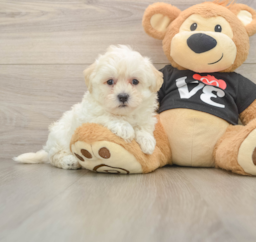 8 week old Maltipoo Puppy For Sale - Seaside Pups