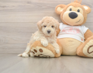 8 week old Maltipoo Puppy For Sale - Seaside Pups