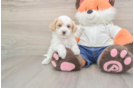 Best Maltipoo Baby