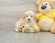 7 week old Maltipoo Puppy For Sale - Seaside Pups