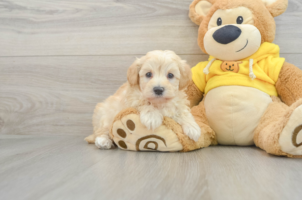 6 week old Maltipoo Puppy For Sale - Seaside Pups