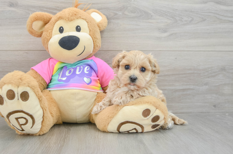 7 week old Maltipoo Puppy For Sale - Seaside Pups