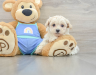 8 week old Maltipoo Puppy For Sale - Seaside Pups