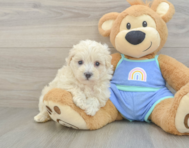 8 week old Maltipoo Puppy For Sale - Seaside Pups