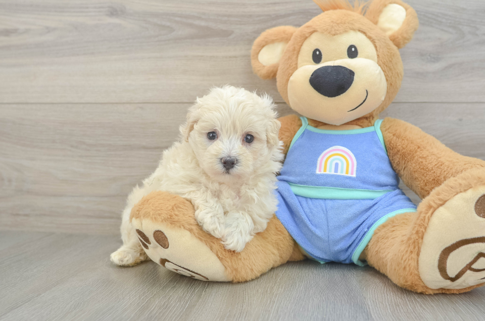 6 week old Maltipoo Puppy For Sale - Seaside Pups