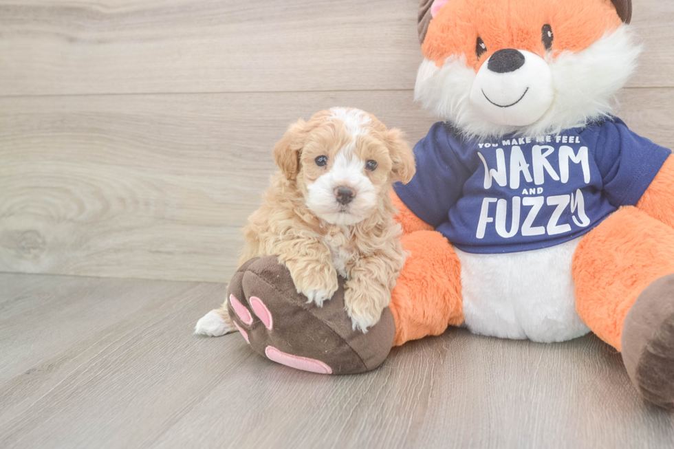 Maltipoo Pup Being Cute