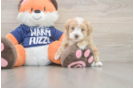 Adorable Malt a Poo Poodle Mix Puppy