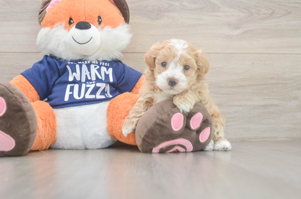 5 week old Maltipoo Puppy For Sale - Seaside Pups