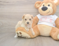 9 week old Maltipoo Puppy For Sale - Seaside Pups