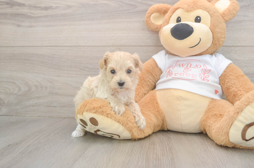 5 week old Maltipoo Puppy For Sale - Seaside Pups