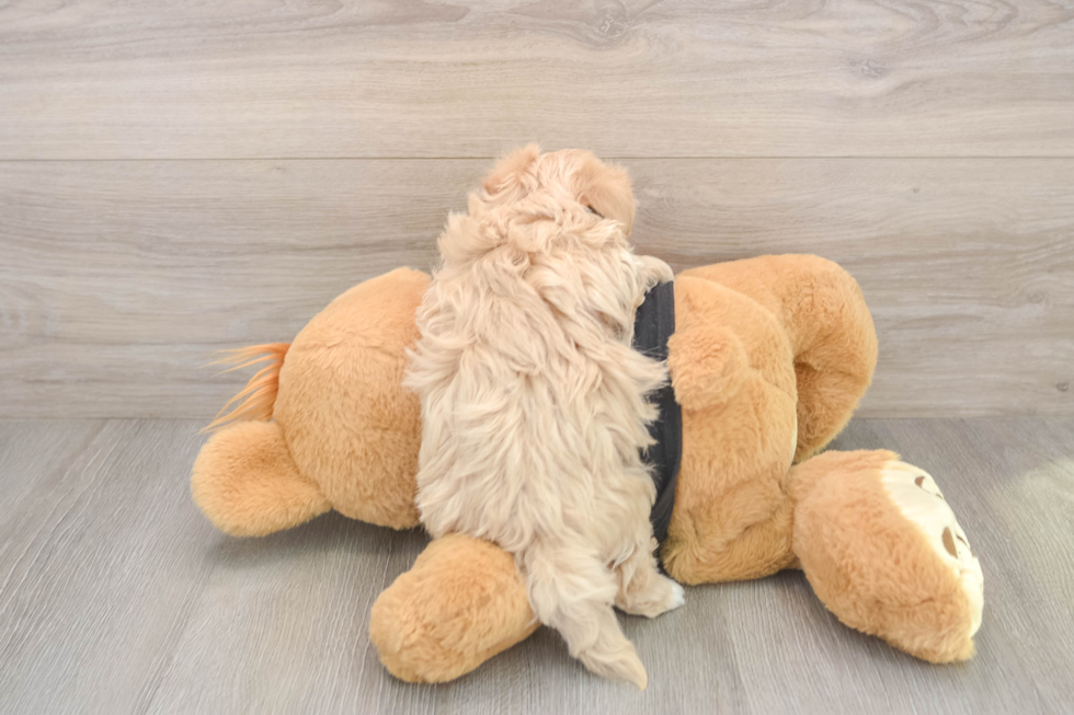 Popular Maltipoo Poodle Mix Pup