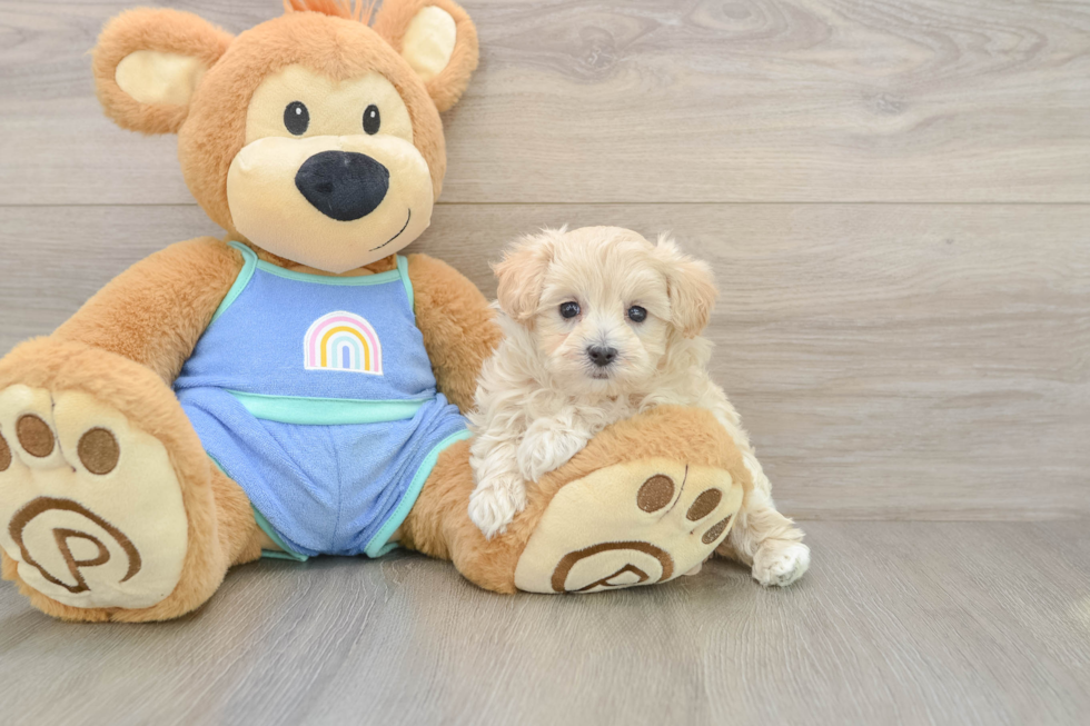 Fluffy Maltipoo Poodle Mix Pup
