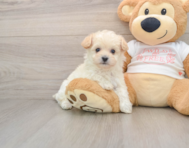8 week old Maltipoo Puppy For Sale - Seaside Pups