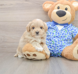 7 week old Maltipoo Puppy For Sale - Seaside Pups