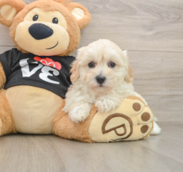 8 week old Maltipoo Puppy For Sale - Seaside Pups