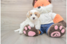 Best Maltipoo Baby