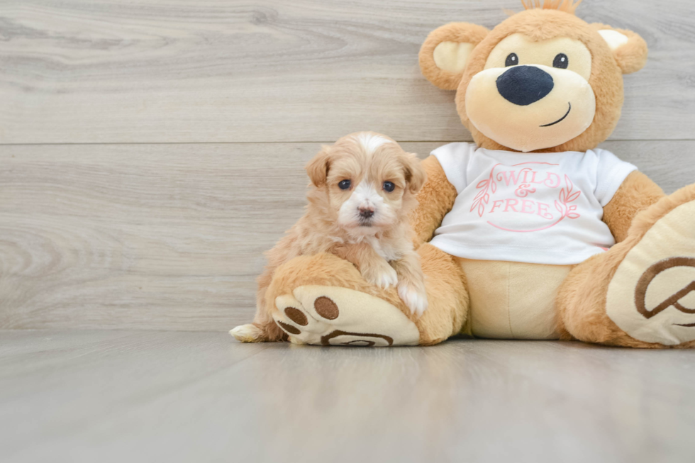 Playful Maltidoodle Poodle Mix Puppy