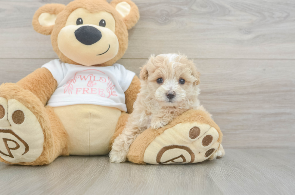 5 week old Maltipoo Puppy For Sale - Seaside Pups