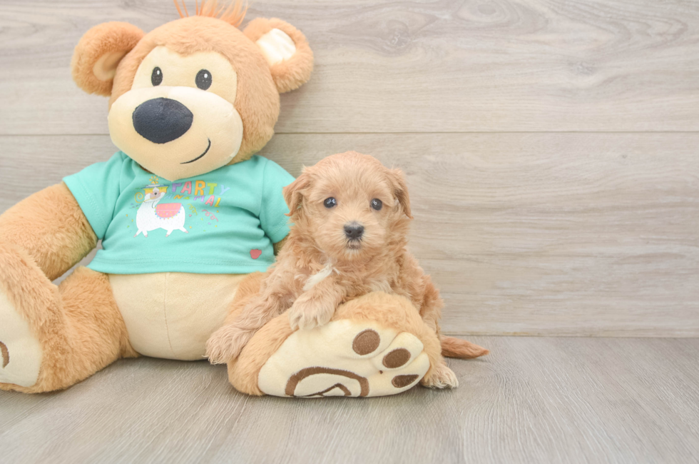 6 week old Maltipoo Puppy For Sale - Seaside Pups