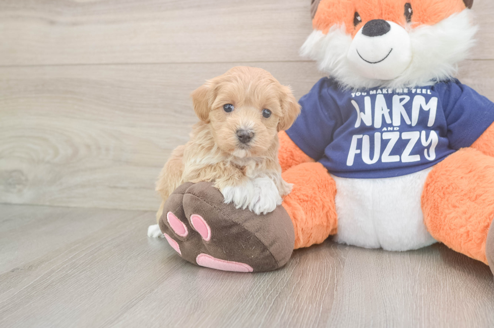5 week old Maltipoo Puppy For Sale - Seaside Pups